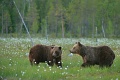 Niedźwiedź brunatny - Brown bear - Ursus arctos